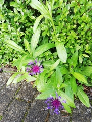 Centaurea montana