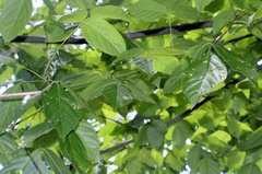 Grovesinia moricola