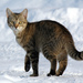 Gato Doméstico - Photo (c) Von.grzanka, alguns direitos reservados (CC BY-SA)