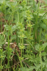 Cruciata glabra krylovii