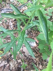 Lithospermum subsetosum