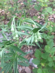 Lithospermum subsetosum