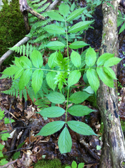 Sambucus racemosa racemosa