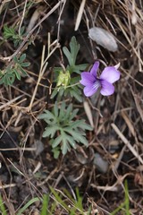Viola dissecta