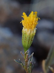 Thymophylla concinna