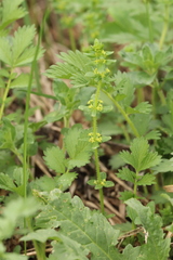 Cruciata glabra krylovii