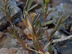 Thymophylla concinna