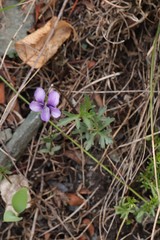 Viola dissecta
