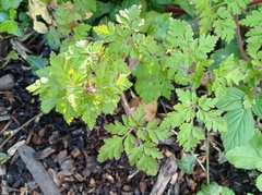 Geranium robertianum