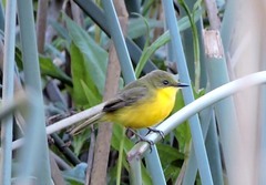 Pseudocolopteryx acutipennis