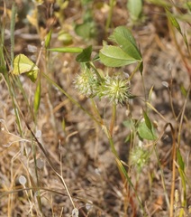 Trifolium retusum