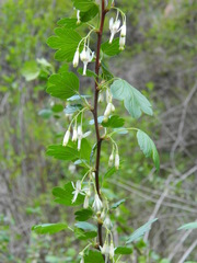 Ribes niveum