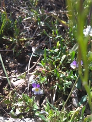Viola kitaibeliana