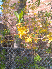 Forsythia koreana