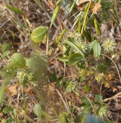 Trifolium retusum