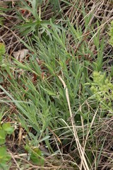 Gypsophila altissima