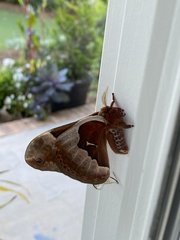 Callosamia angulifera