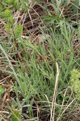 Gypsophila altissima
