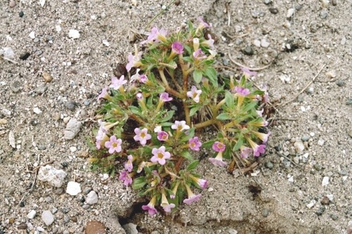 Nama aretioides var. aretioides