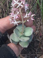 Crassula lactea