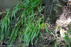 Carex pedunculata
