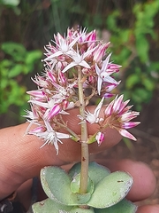 Crassula lactea