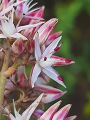 Crassula lactea