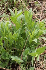 Salvia deserta