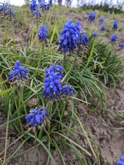 Muscari neglectum