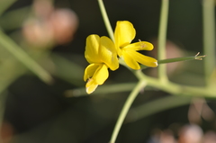 Genista acanthoclada