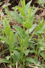 Salvia deserta