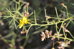 Genista acanthoclada