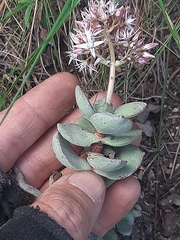 Crassula lactea