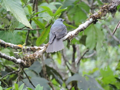 Lipaugus fuscocinereus