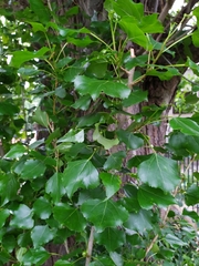 Populus