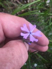 Phlox bifida bifida