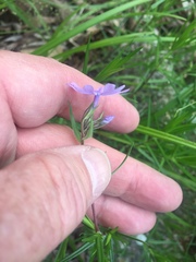 Phlox bifida bifida