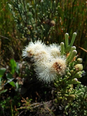 Brunia sphaerocephala