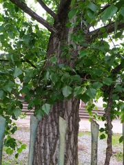 Populus