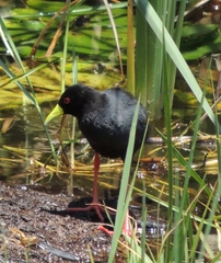 Zapornia flavirostra