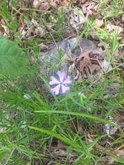 Phlox bifida bifida