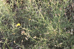 Genista acanthoclada