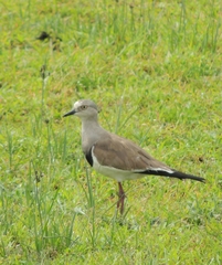 Vanellus melanopterus