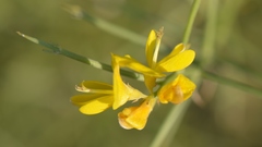 Genista acanthoclada