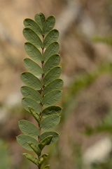 Tephrosia virginiana image