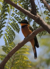 Merops lafresnayii