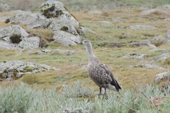 Cyanochen cyanoptera