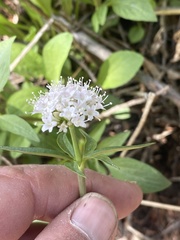 Valeriana capitata