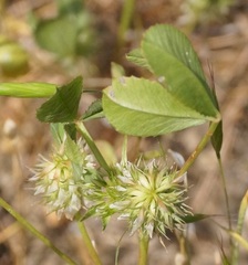Trifolium retusum