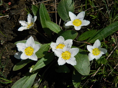 Hesperochiron pumilus